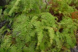 Gleichenia microphylla. Habit.  
 Image: L.R. Perrie © Leon Perrie 2014 CC BY-NC 3.0 NZ